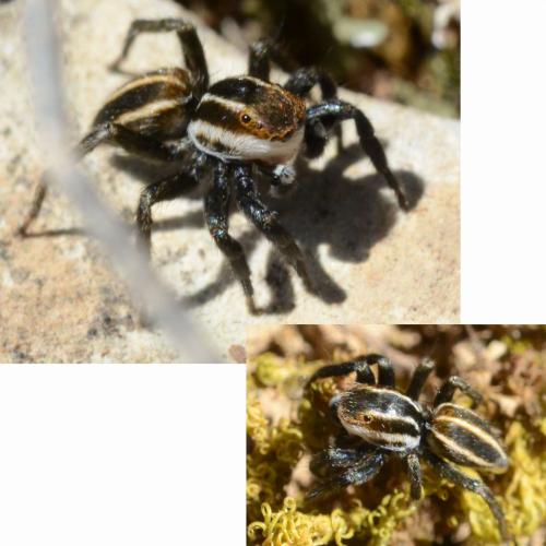 Phlegra bresnieri